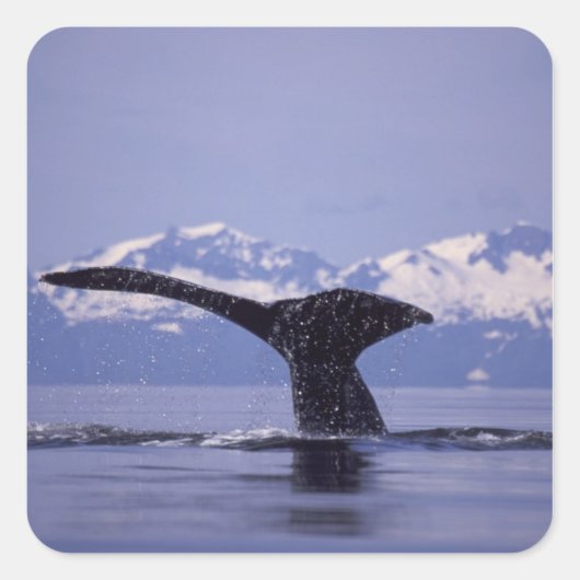 アメリカ合衆国, アラスカ州, インサイド・パッセージ ザトウクジラ スクエアシール (正面)