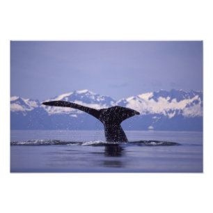 アメリカ合衆国, アラスカ州, インサイド・パッセージ ザトウクジラ フォトプリント           