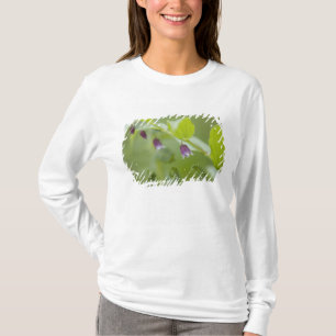 アメリカ合衆国, アラスカ州, グレイシャーベイ国立公園 Tシャツ
