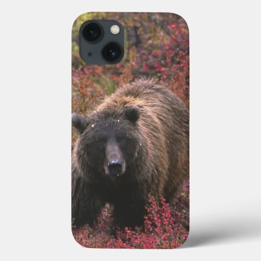 アメリカ合衆国, アラスカ州, デナリ国立公園。グリズリー Case-Mate iPhoneケース (裏面)