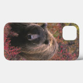 アメリカ合衆国, アラスカ州, デナリ国立公園。グリズリー Case-Mate iPhoneケース (裏面 (横))