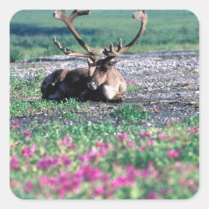 アメリカ合衆国, アラスカ州, デナリ国立公園, トナカイ スクエアシール