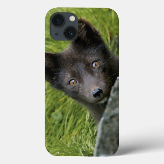アメリカ合衆国, アラスカ州, プリビロフ諸島, セントポール島。青 Case-Mate iPhoneケース (裏面)