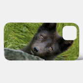アメリカ合衆国, アラスカ州, プリビロフ諸島, セントポール島。青 Case-Mate iPhoneケース (裏面 (横))