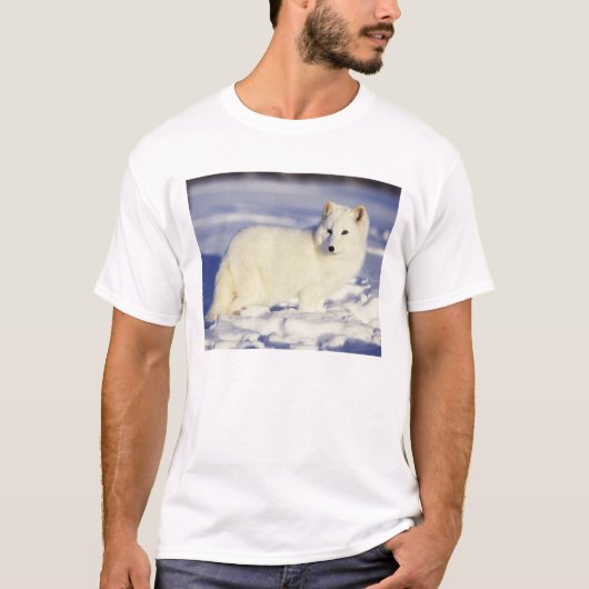 アメリカ合衆国、アラスカ州。冬の毛皮のアークティック・フォックス Tシャツ (正面)