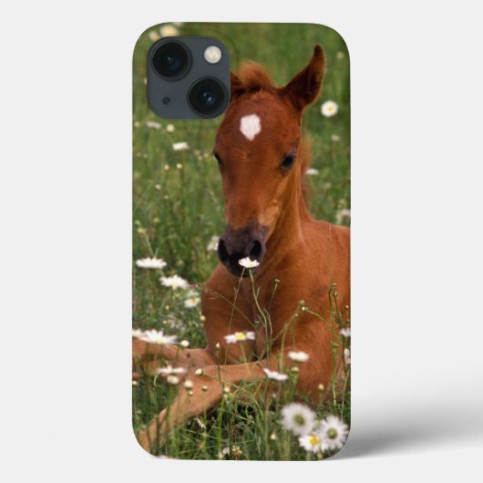 アメリカ合衆国, オレゴン州, アラビアポニー Case-Mate iPhoneケース (裏面)