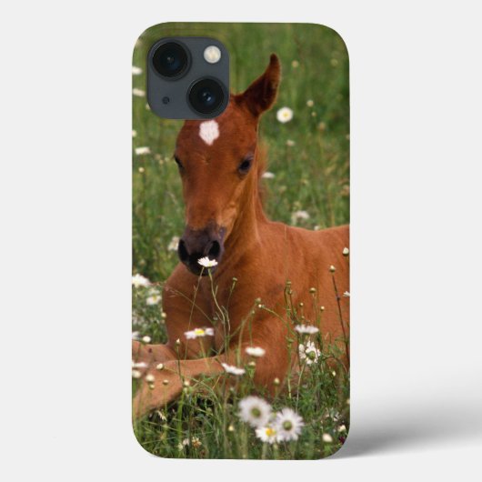 アメリカ合衆国, オレゴン州, アラビアンホース Case-Mate iPhoneケース (裏面)