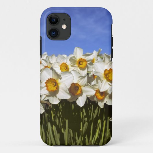 アメリカ合衆国, オレゴン州, ウィラメットバレー。水仙の花が咲く Case-Mate iPhoneケース (裏面)