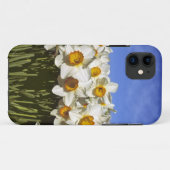 アメリカ合衆国, オレゴン州, ウィラメットバレー。水仙の花が咲く Case-Mate iPhoneケース (裏面(横))