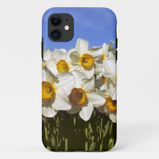 アメリカ合衆国、オレゴン州、ウィラメットバレー。水仙の花が咲く Case-Mate iPhoneケース (裏面)