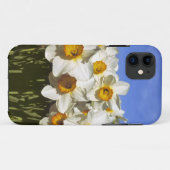 アメリカ合衆国、オレゴン州、ウィラメットバレー。水仙の花が咲く Case-Mate iPhoneケース (裏面(横))