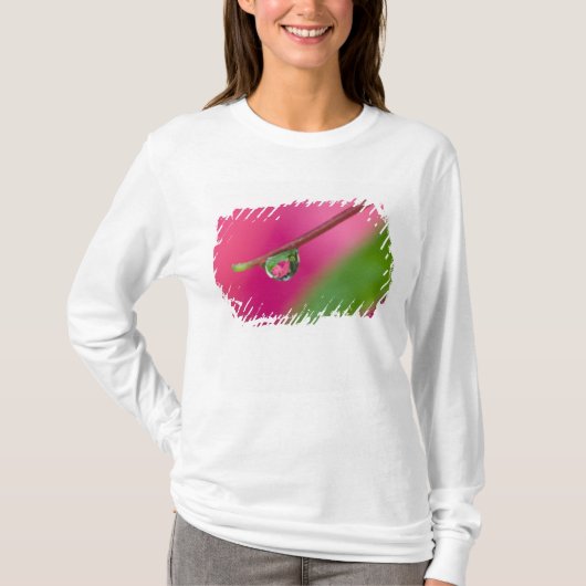 アメリカ合衆国, オレゴン州, ショアエーカーズガーデンズ, 水滴 Tシャツ (正面)