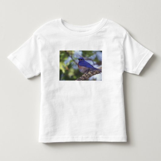 アメリカ合衆国, オレゴン州。雄のミズイロビタキ トドラーTシャツ (正面)