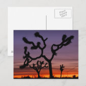 アメリカ合衆国,カリフォルニア。ジョシュア・ツリー・ナショナル ポストカード (正面/裏面)