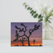 アメリカ合衆国,カリフォルニア。ジョシュア・ツリー・ナショナル ポストカード (スタンド正面)