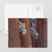 アメリカ合衆国，カリフォルニア。セコイア国立公園。 ポストカード (正面/裏面)