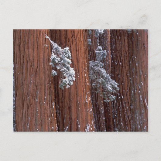 アメリカ合衆国，カリフォルニア。セコイア国立公園。 ポストカード (正面)