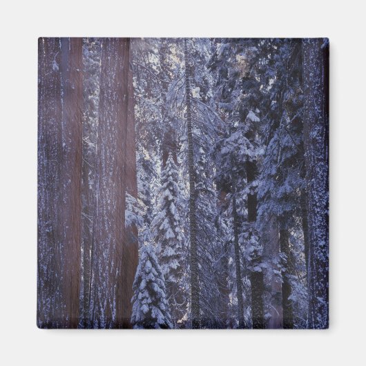 アメリカ合衆国，カリフォルニア。セコイア国立公園。2 マグネット (正面)