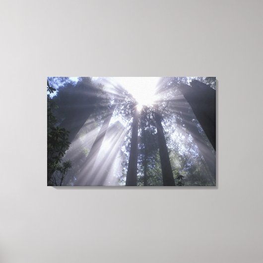 アメリカ合衆国,カリフォルニア。デルノルテコースト州2 キャンバスプリント (正面)