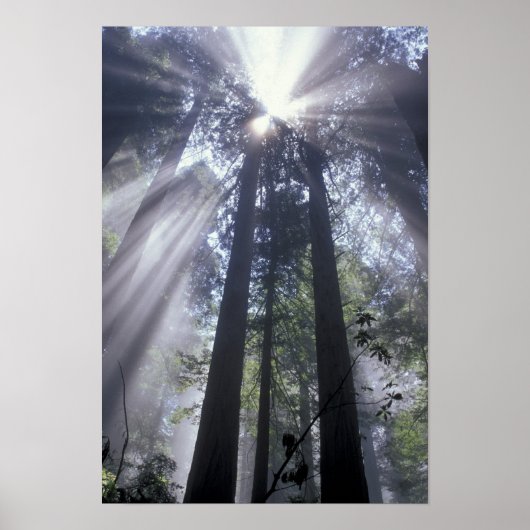 アメリカ合衆国，カリフォルニア。デルノルテコースト州 ポスター (正面)