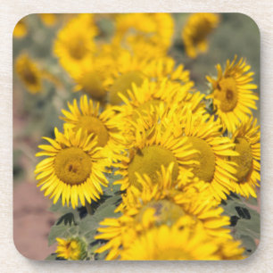 アメリカ合衆国 カンザス州 ヒマワリ (Helianthus Annuus) コースター
