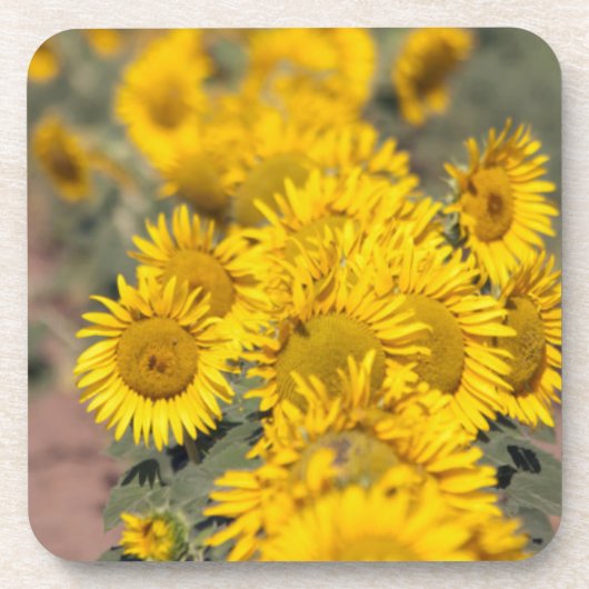 アメリカ合衆国 カンザス州 ヒマワリ (Helianthus Annuus) コースター (正面)