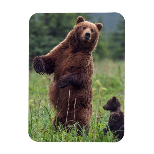 アメリカ合衆国、サウスイーストアラスカ、ヒグマと子グマ マグネット (縦)