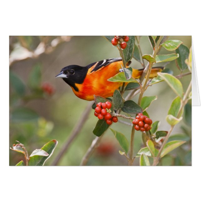 アメリカ合衆国，サウス・パドレアイランド，テキサス州，ボルティモア・オリオール (正面横)