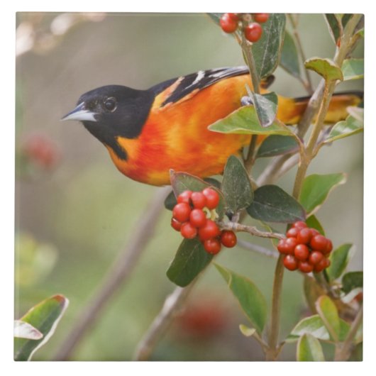 アメリカ合衆国,サウス・パドレアイランド,テキサス州,ボルティモア・オリオール タイル (正面)