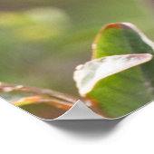 アメリカ合衆国，サウス・パドレアイランド，テキサス州，ボルティモア・オリオール ポスター (角)