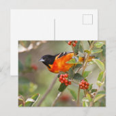 アメリカ合衆国，サウス・パドレアイランド，テキサス州，ボルティモア・オリオール ポストカード (正面/裏面)