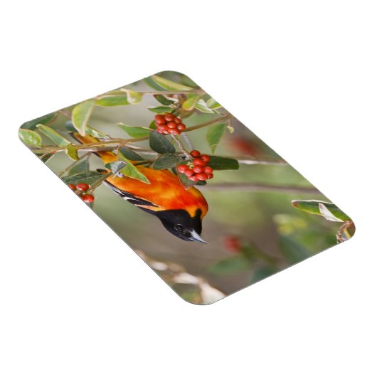 アメリカ合衆国,サウス・パドレアイランド,テキサス州,ボルティモア・オリオール マグネット (右側)