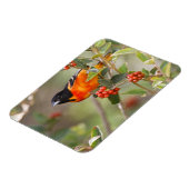 アメリカ合衆国,サウス・パドレアイランド,テキサス州,ボルティモア・オリオール マグネット (左側)