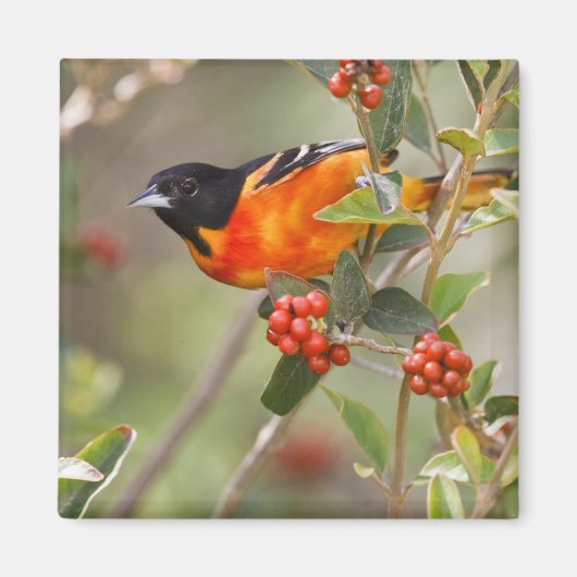 アメリカ合衆国，サウス・パドレアイランド，テキサス州，ボルティモア・オリオール マグネット (正面)