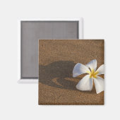 アメリカ合衆国,サンディビーチ,マウイ島のプルメリア マグネット (正面/裏面)