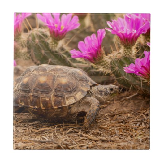 アメリカ合衆国 テキサス州 ヒダルゴ郡 モリクチガメ タイル (正面)