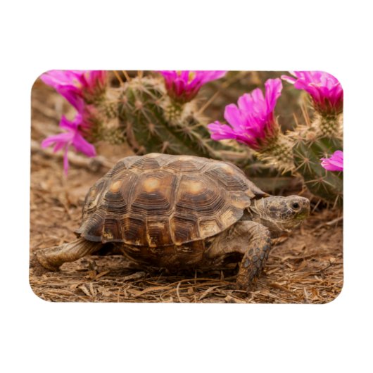 アメリカ合衆国 テキサス州 ヒダルゴ郡 リクガメ マグネット (横)