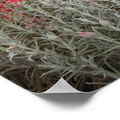 アメリカ合衆国，デルリオ，砂漠の植物のクローズアップ，テキサス州 ポスター (角)