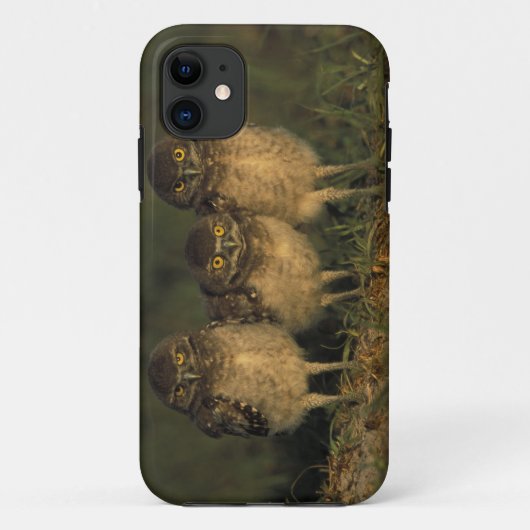 アメリカ合衆国 フロリダ州 ケープコーラル。ミサゴアナホリフクロウ3羽 Case-Mate iPhoneケース (裏面)
