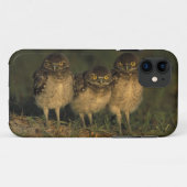 アメリカ合衆国 フロリダ州 ケープコーラル。ミサゴアナホリフクロウ3羽 Case-Mate iPhoneケース (裏面(横))