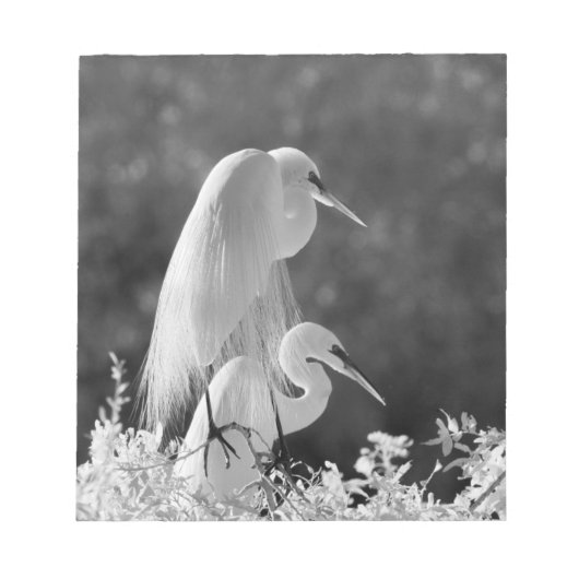 アメリカ合衆国、フロリダ州、ダイサギ(Ardea alba)赤外線 ノートパッド (正面)
