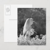 アメリカ合衆国、フロリダ州、ダイサギ（Ardea alba）赤外線 ポストカード (正面/裏面)