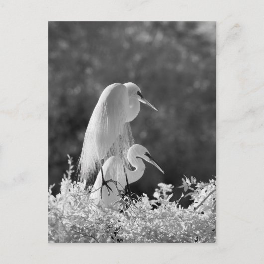 アメリカ合衆国、フロリダ州、ダイサギ（Ardea alba）赤外線 ポストカード (正面)