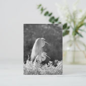 アメリカ合衆国、フロリダ州、ダイサギ（Ardea alba）赤外線 ポストカード (スタンド正面)