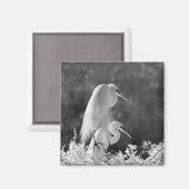 アメリカ合衆国、フロリダ州、ダイサギ（Ardea alba）赤外線 マグネット (正面/裏面)