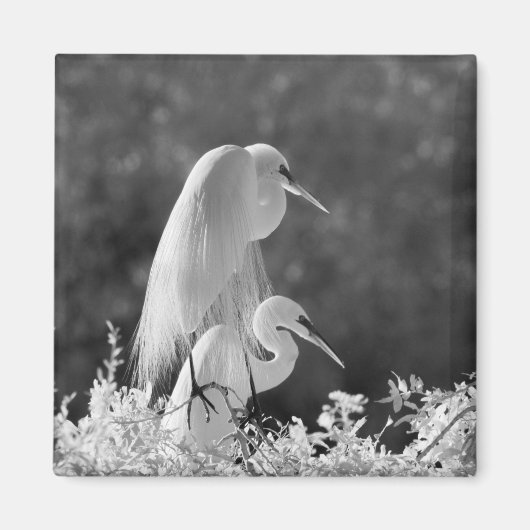 アメリカ合衆国、フロリダ州、ダイサギ（Ardea alba）赤外線 マグネット (正面)