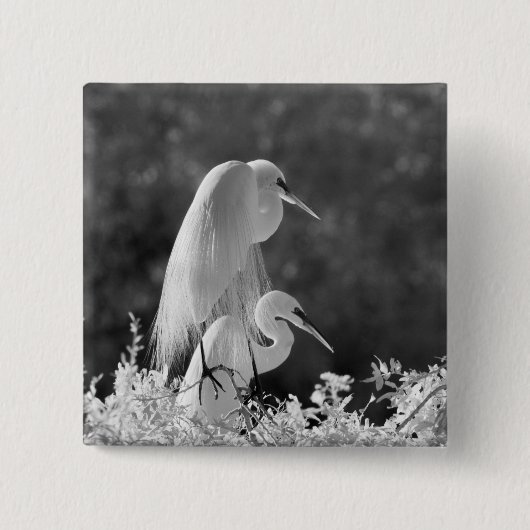 アメリカ合衆国, フロリダ州, ダイサギ (Ardea alba) 赤外線 缶バッジ (正面)