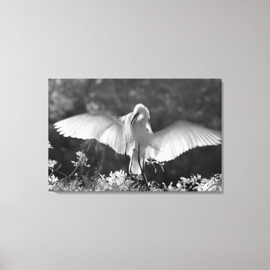アメリカ合衆国、フロリダ州、ダイサギ(Ardea alba)赤外線 2 キャンバスプリント (正面)