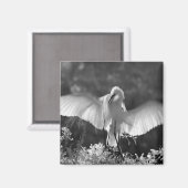 アメリカ合衆国, フロリダ州, ダイサギ (Ardea alba) 赤外線 2 マグネット (正面/裏面)