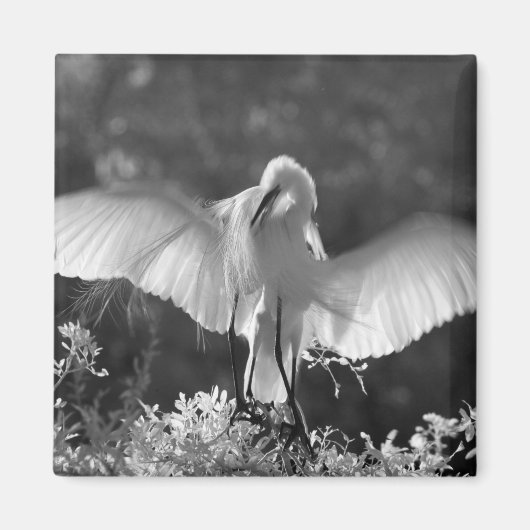 アメリカ合衆国, フロリダ州, ダイサギ (Ardea alba) 赤外線 2 マグネット (正面)
